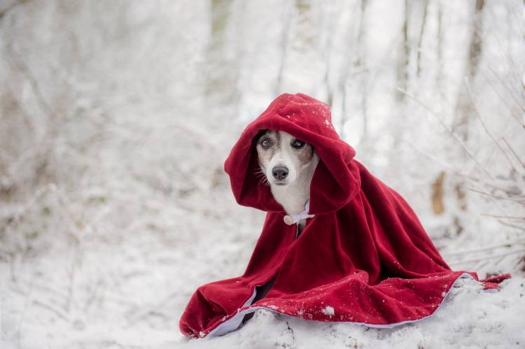 Little Red Riding Hood in Winter de Heike Willers
