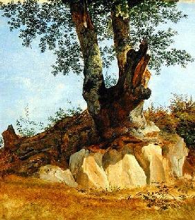A Tree in Campagna