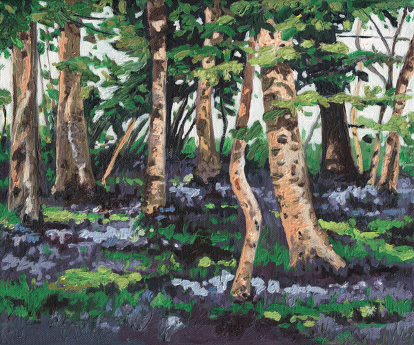 Bluebell Wood de Helen White