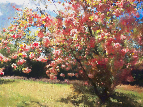 Cherry Blossom de Helen White