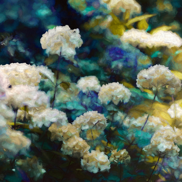 Heavenly Hydrangeas de Helen White