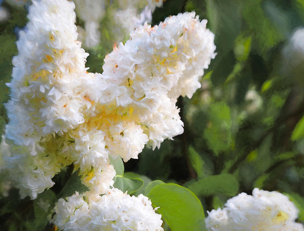 Pure White Lilac de Helen White