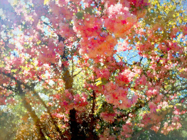Spring Blossom Sky de Helen White