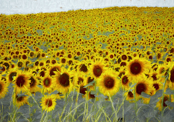 Sunflower field de Helen White