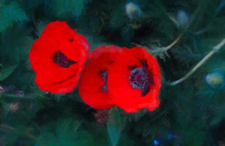 Three Poppies of Scarlet