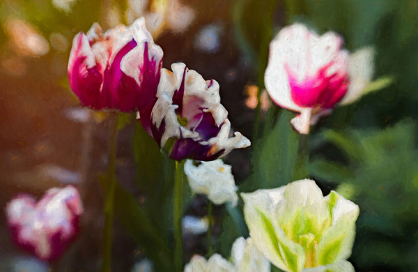 Tulip Patch de Helen White