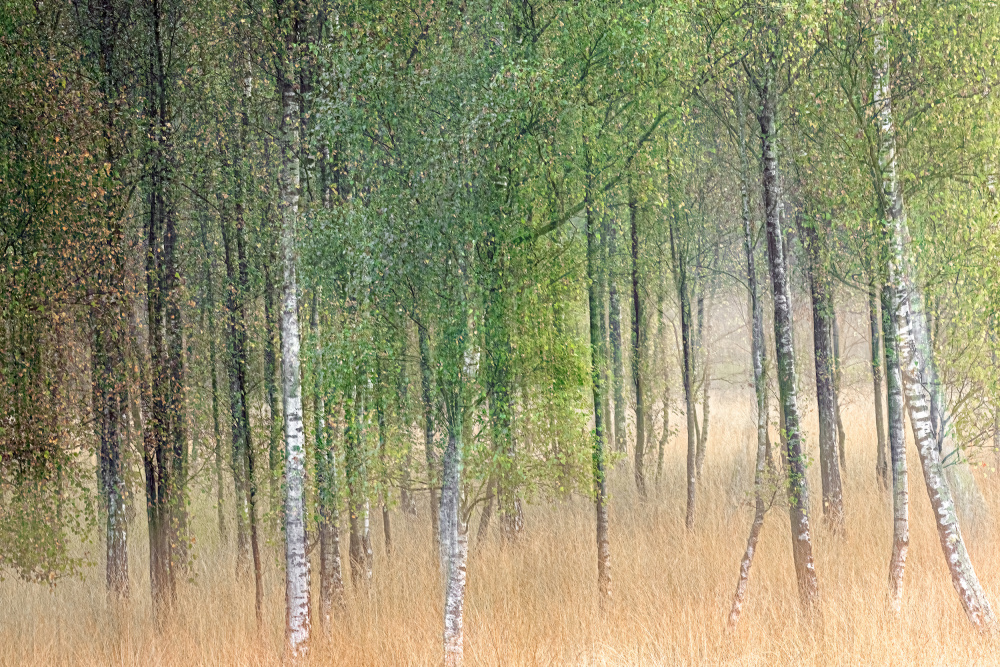 Waving trees de Henk Goossens