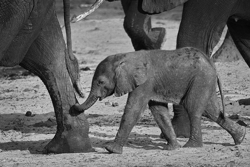baby elephant de Henk Langerak
