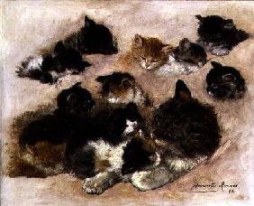 Study of cats and kittens