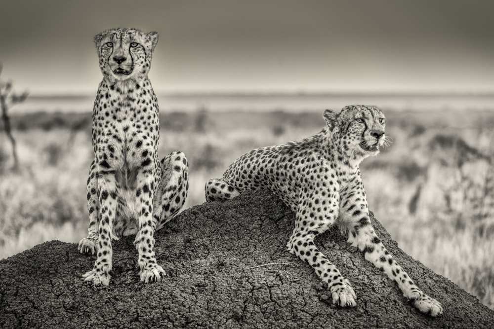 Two Cheetahs watching out de Henrike Scheid