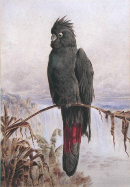 Australian Red-Tailed Black Cockatoo (w/c & bodycolour on paper) de Henry Bright