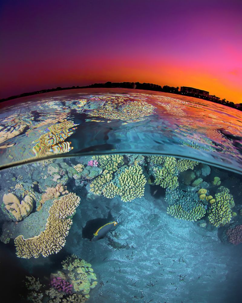 Dusk at the Red Sea Reef de Henry Jager
