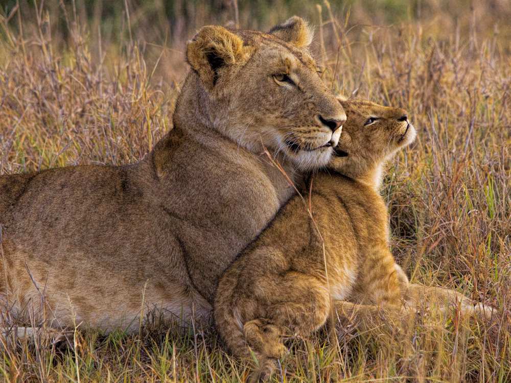 Baby Lion with Mother de Henry Jager