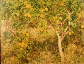 The Lemon Tree