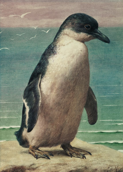 Study of a Penguin de Henry Stacey Marks
