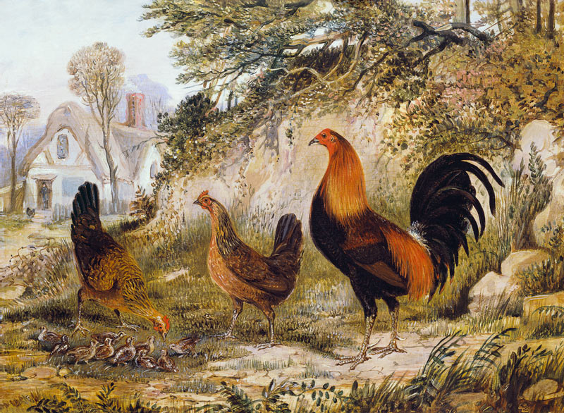 Cockerel, Hens and Chicks de Henry Thomas Alken