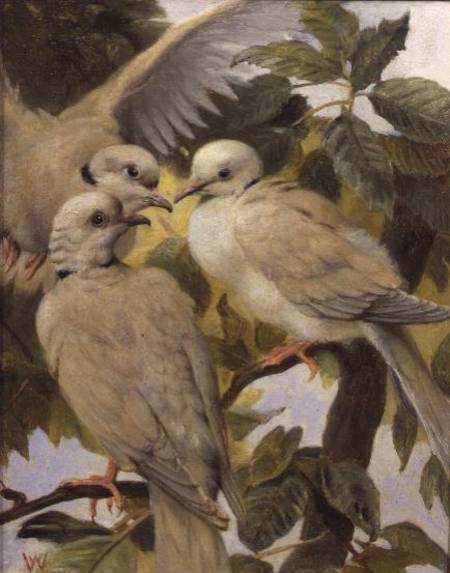 Three Ringed Doves de Henry Weekes
