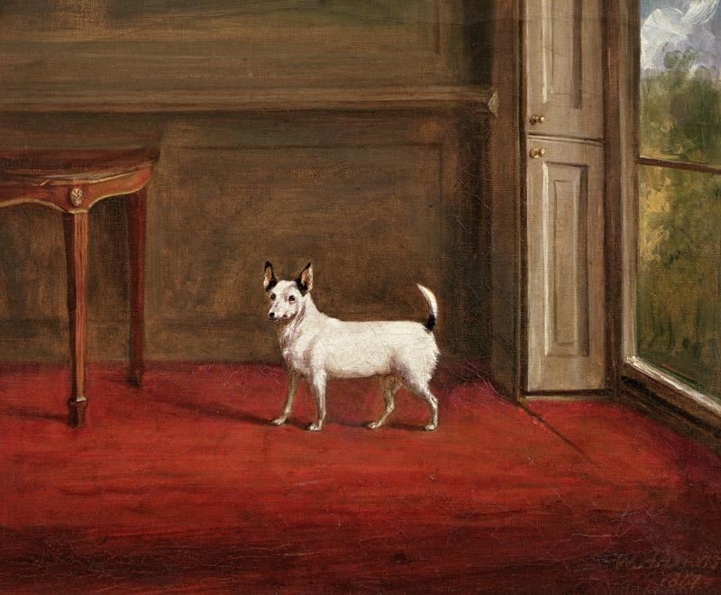 Portrait of a Jack Russell Terrier (in Regency Interior) de Henry William Banks Davis