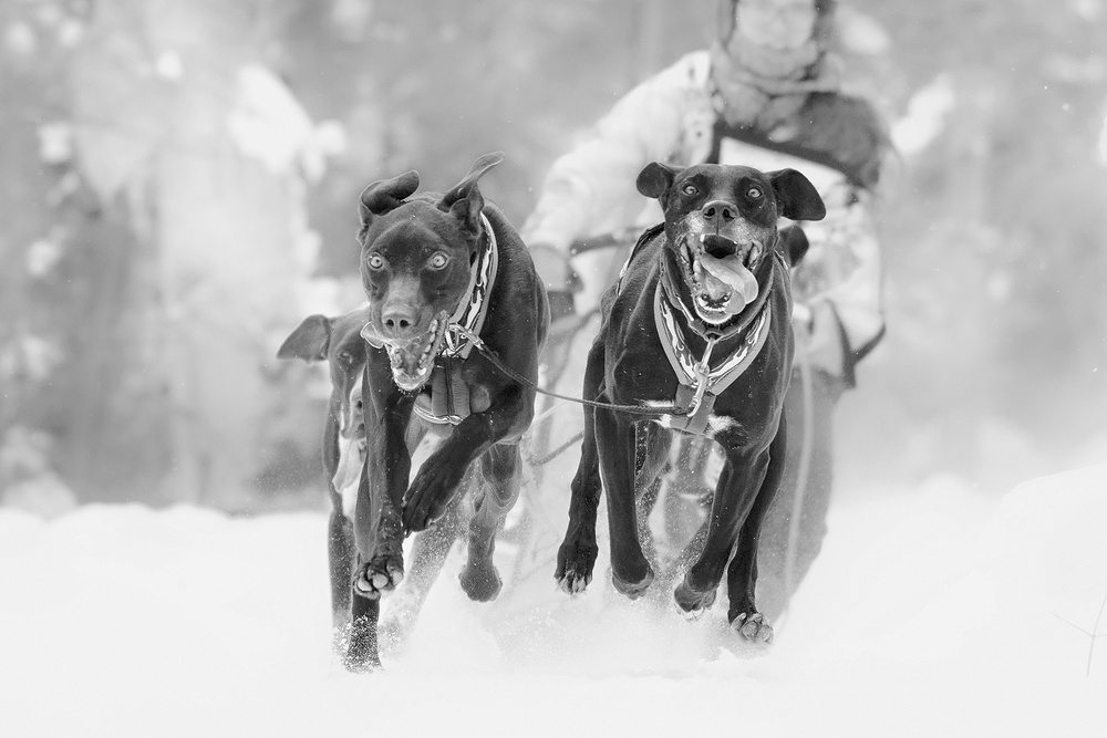 Dog Sleding de Henry Zhao