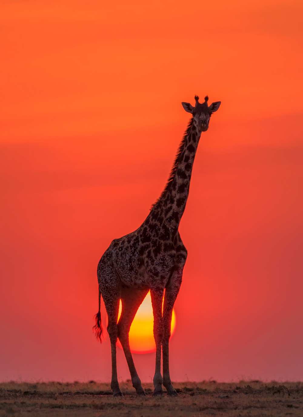 Sunset Giraffe de Henry Zhao