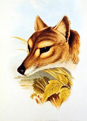 Tasmanian Wolf or Tiger (thylacinus cynocephalus)