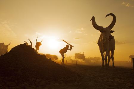 Mundari Cattle Camp