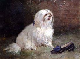 A Maltese Terrier