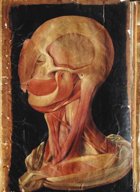 Anatomical drawing of the human head de Hieronymus Fabricius ab Aquapendente