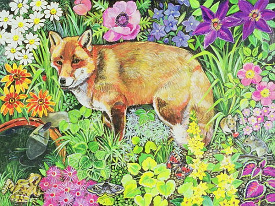 The Barnet Fox  de Hilary  Jones