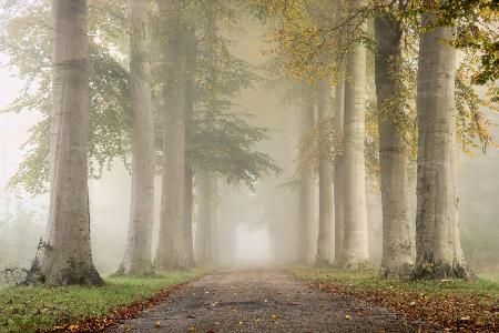 Beech trees in autumn fog