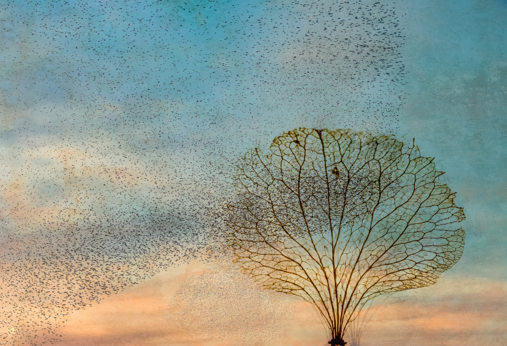 the birds and the tree de Hilda van der Lee