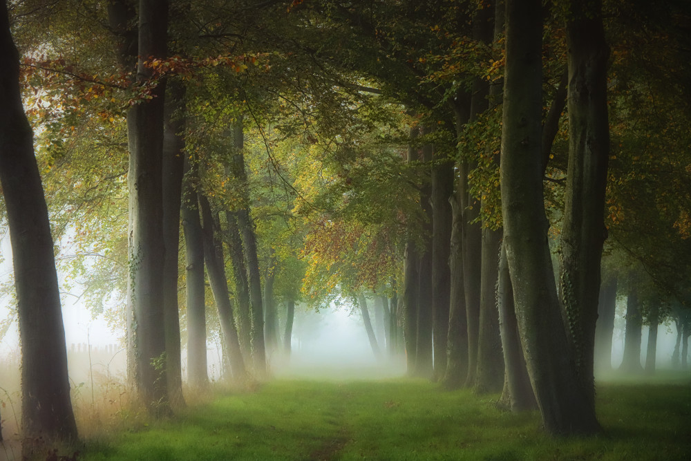 a foggy October morning de Hilda van der Lee