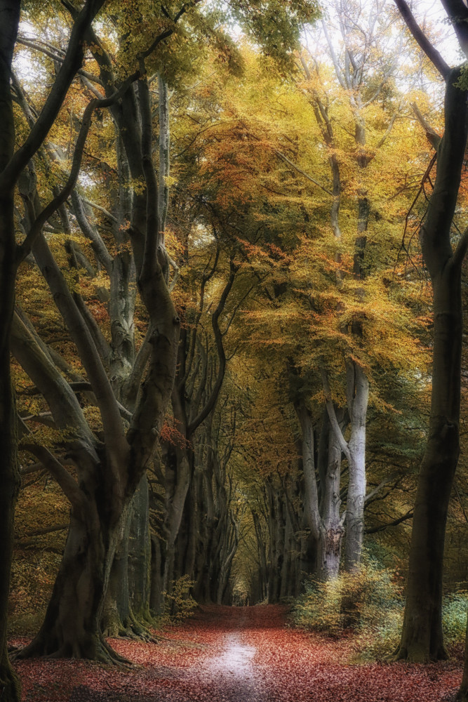 autumnsphere de Hilda van der Lee
