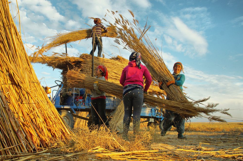 Reed Harvest de Hilmi Ayhan