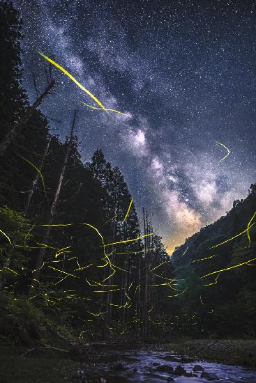 A summer night with fireflies
