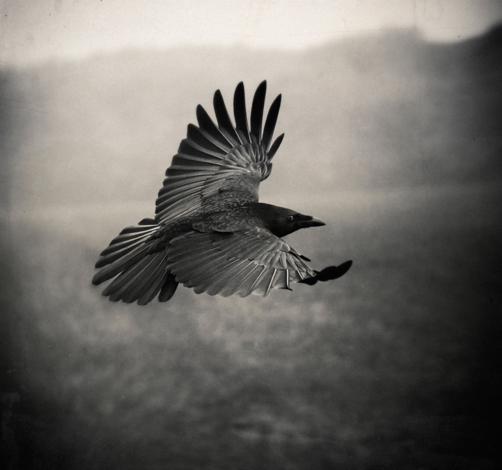 the Crow de Holger Droste