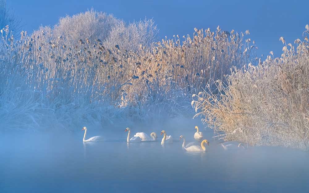 Blue Swan Lake de Hua Zhu
