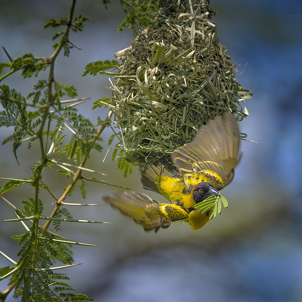Yellow Weaver Finch de Hua Zhu