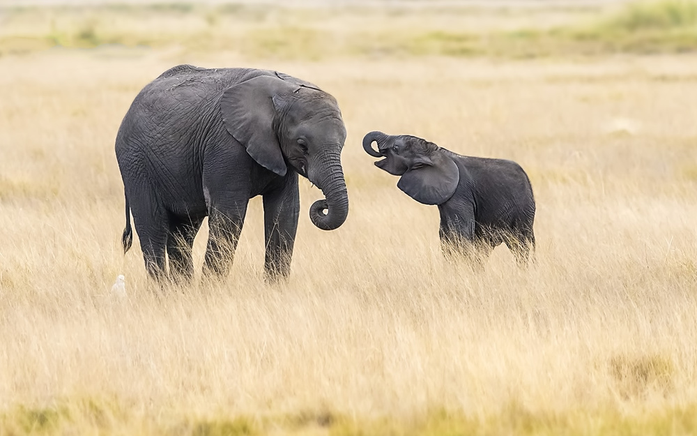 Mother and baby elephants de Hua Zhu