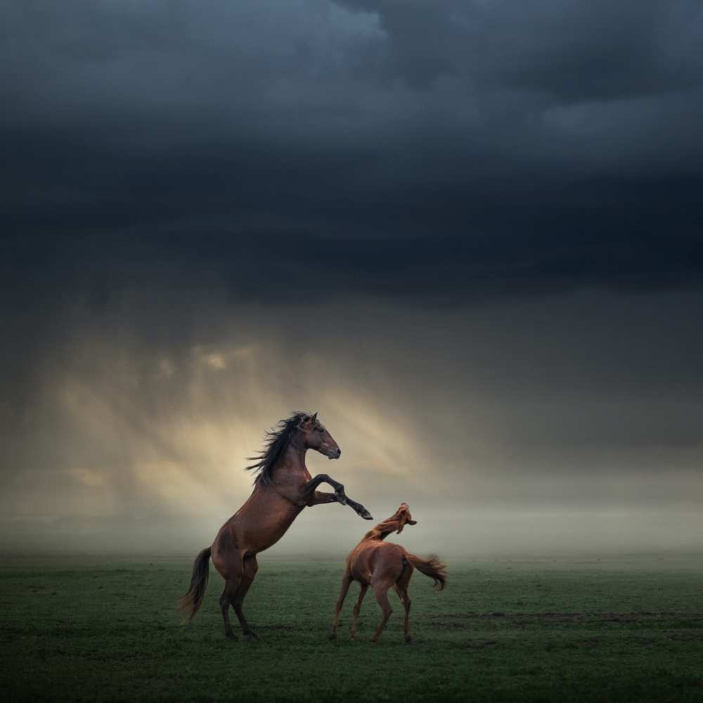 Horses Fight de Hüseyin Taskin