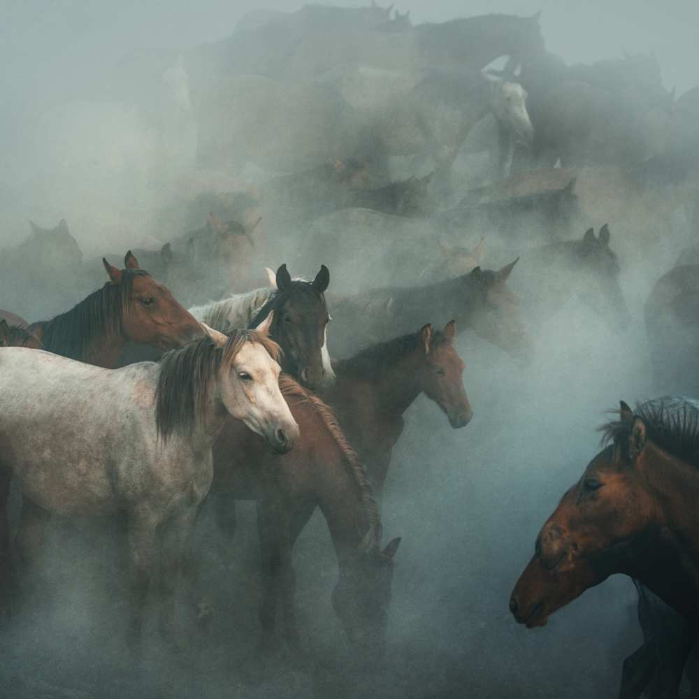lost horses de Hüseyin Taskin