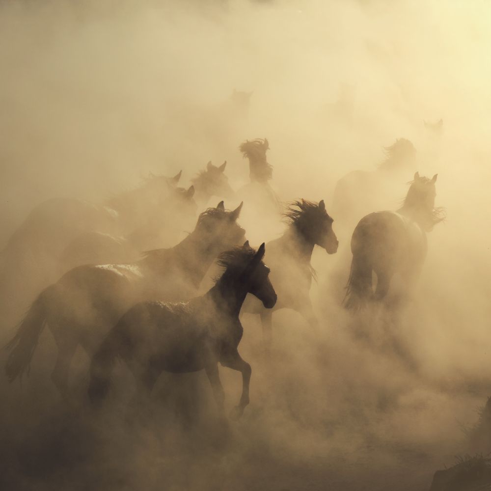 migration of horses de Hüseyin Taskin