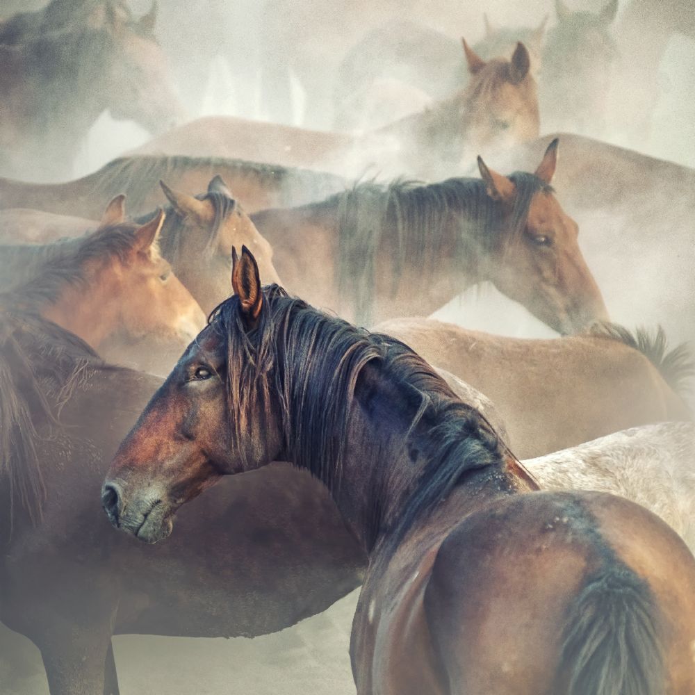 Tired Horses de Hüseyin Taskin