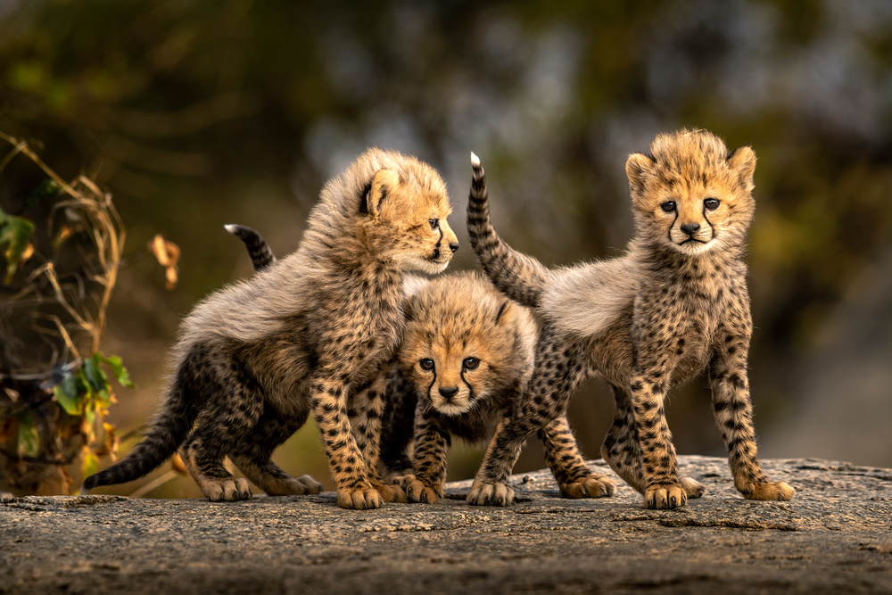 Three little cheetahs de Hung Tsui