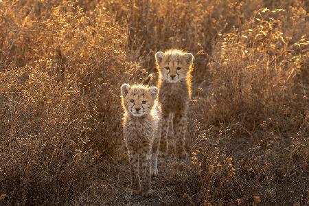 Two Little cheetah