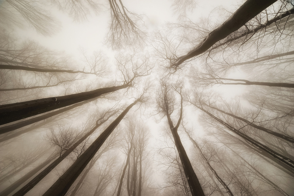 Treetops de Igor Tinak