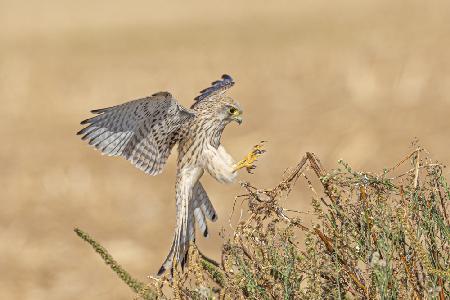 Falco tinnunculus