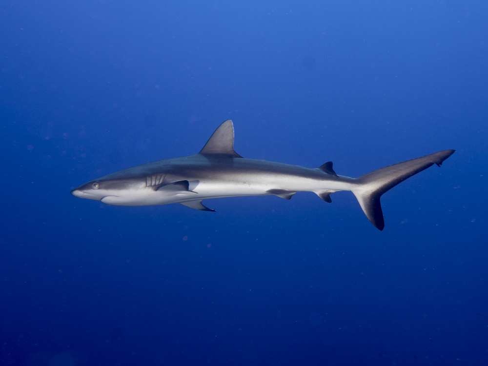 Juvenile  Grey Reef Shark (Carcharhinus amblyrhynchos) de Ilan Ben Tov