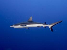 Juvenile  Grey Reef Shark (Carcharhinus amblyrhynchos)