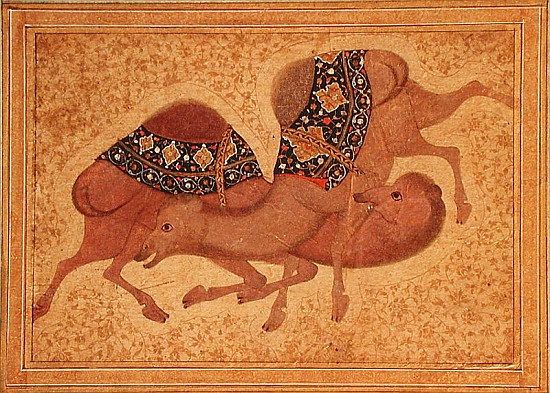 Two Camels Fighting de Indian School